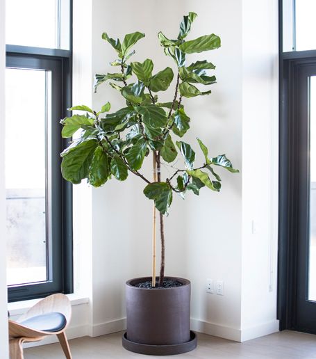 Indoor Plants